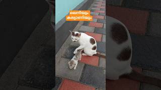 A mother’s lick, a daughter’s step… Kalyani watching her little Leni grow| 💕🐱| #youtubeshorts #cat