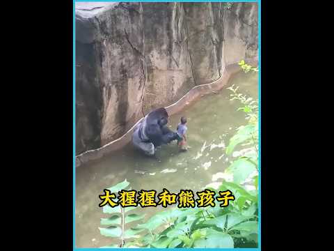 小男孩掉进了大猩猩的地盘，面对暴怒的猛兽，他能化险为夷吗？ #animals #万物皆有灵 #大猩猩