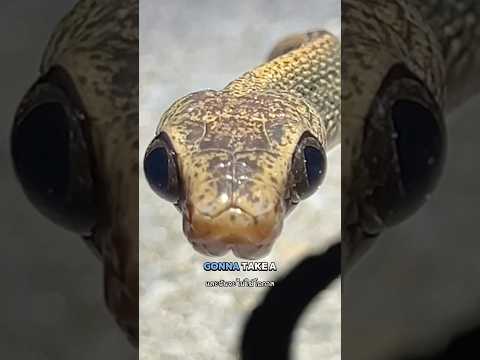 Unlocking Real life Pokémon in Thailand!