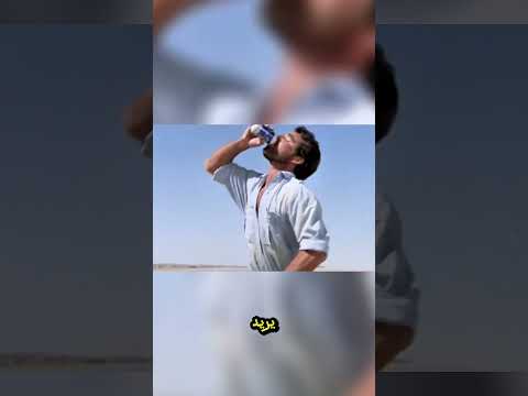 غرير العسل الغاضب 😳🐨 طارد الرجل حتى وقعا في حب بعض! 🚶❤️🤯