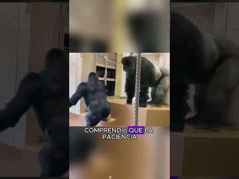 gorilla in heat#animals #Friendship #Us #monkey