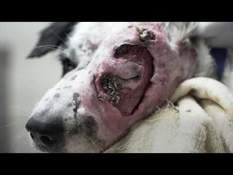 Her face was infested with maggots #dogrescue #animalrescuevideos