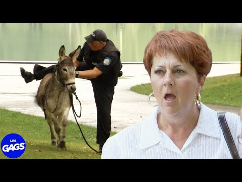 Un cochon sur l'âne... | Juste Pour Rire Les Gags