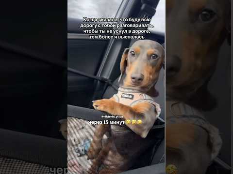 У кого так было? 🤣 #shortvideo#смешныевидео#такса#шортсы#топчик#тренд#путешествия