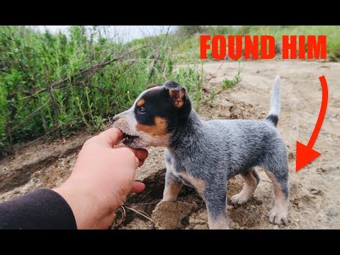 FOUND MISSING *PUPPY* IN HILLS!!(Happy Ending)
