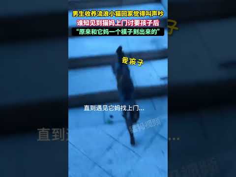 男生收养流浪小猫回家觉得叫声吵，谁知见到猫妈上门讨要孩子后，“原来和它妈一个模子刻出来的”