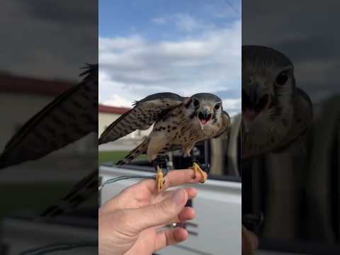 Dolph catches a leaf and gets mad about it! 😂🤣