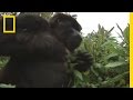 Gorilla Behavior and Safety Guidelines