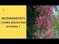 Micro Habitats and Biodiversity