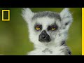 Madagascar Lemurs and Conservation Efforts