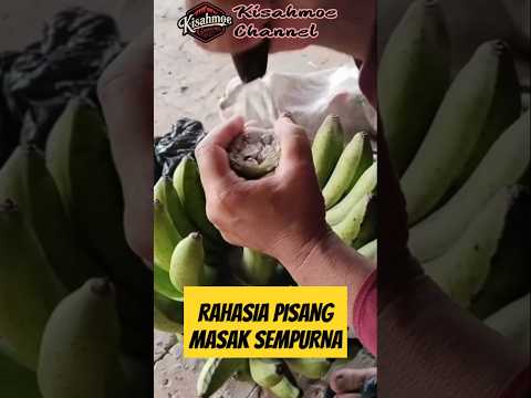 Proses Pengarbitan Buah Pisang: Rahasia di Balik Kematangan Sempurna 🍌
