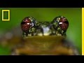 Frog Conservation and Disease Impact