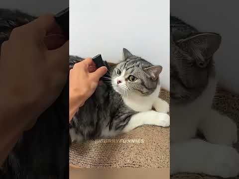 Funny cat video #funnycats #cat #catfancy #funny #petlover