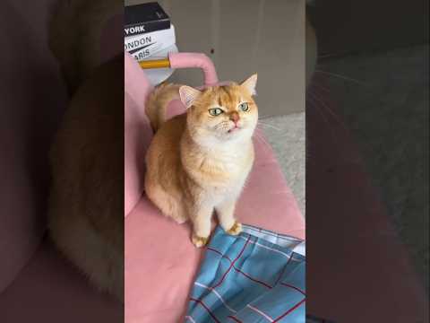 Mistress smashes Pinky's piano👻 #youtubeshorts #viralshort