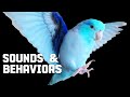 Understanding Parrotlet Behavior