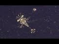 Impact of Plankton on Ecosystems