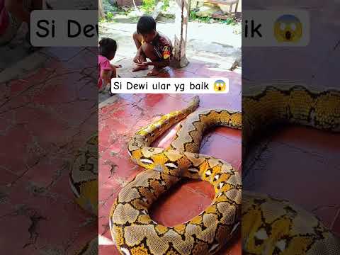 pengen juga pelihara โฅ๏ธ #ularbesar #piton #ular