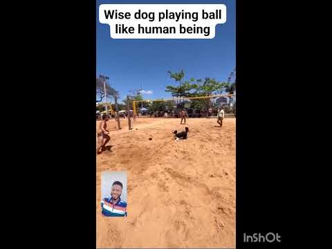 Mama Africa Presents Sambaz - Dog Plays Ball Like Human (Official Video)