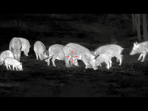 500 HOGS 20 MINUTES | Best of YouTube