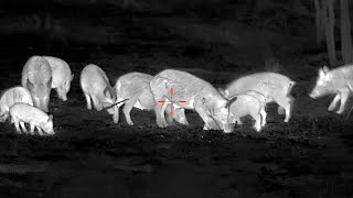 500 HOGS 20 MINUTES | Best of YouTube