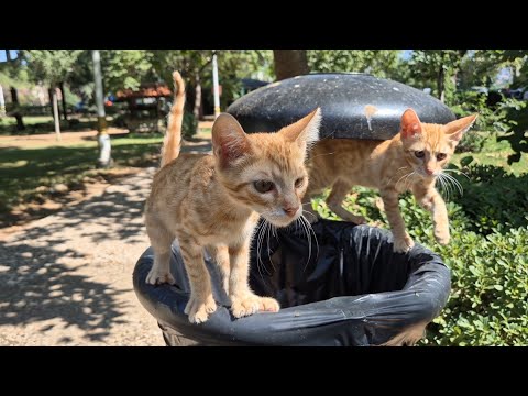 Naughty and adorable twin orange kittens.