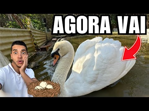 Coleta de Ovos | Novidade Ninhos cisne Branco | Aves Recriar