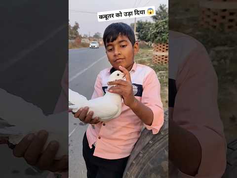 कबूतर को उड़ा दिया 😱#ytshorts #shortsviral #shorts #viralshort #birdslover #trending #kabutarbazzi