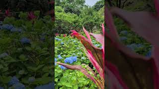 Hydrangea Garden Yohena よへなあじさい園 요헤나 수국 공원 #okinawa #japan