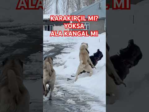 KÖYDEKİ KÖPEKLER KARŞI KARŞIYA GELİRSE..? #KARAKIRÇILKANGAL #anadoluaslanı #kangal #safkangal