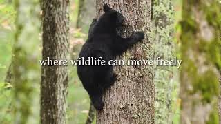 Expanding Boreal Wildlands: A Rare Conservation Opportunity