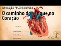 Circulação Sanguínea e Funções Cardíacas