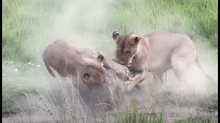 INSANE! Lioness Takes Down Warthog, but Male Lion STEALS the Prize!!!