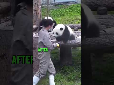 Baby Panda Not Helping Zookeeper #shorts