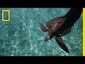 Sea Turtle Conservation and Biology
