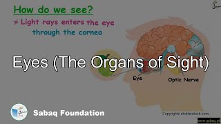 Eyes (The Organs of Sight)