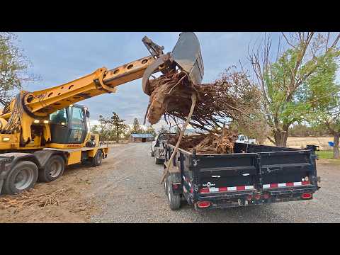 My new excavator DESTROYS tree stump!