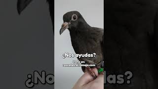 Ala amputada