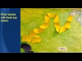 Educational Activities and Concepts Review