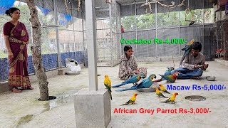 Macaw, Cockatoos & African Grey Parrot Price / Mobile Number Suspended Due To Cyber Complaints.