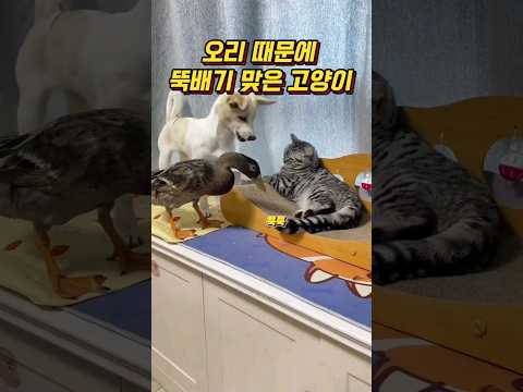 오리 때문에 뚝배기 맞은 고양이