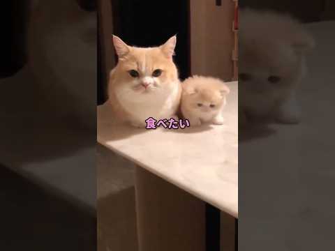 【泣ける話】ツナマヨのおにぎり