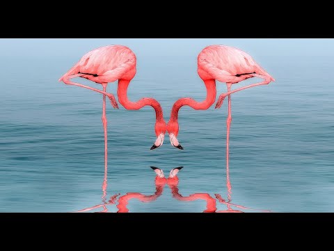 Why Are Flamingos Pink? #flamingo