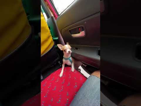 ชิวาวาทดสอบกำลังขา🫠 #ชิวาว่า #เดินทาง #ปลอดภัย #หมาน่ารัก