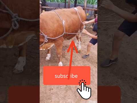 গরু ফেলার নিয়ম | কিভাবে গরু ফেলবো #cow #cow_controlling_system #shortvideo