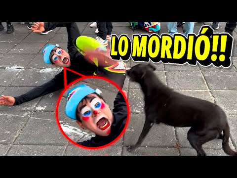 🐶 PERRO RABIOSO MUERDE A STIFF EN PLENO SHOW 😱 | ¡LOS PAYASOS MÁS VIRALES DEL INTERNET!🔥SHOW EN VIVO