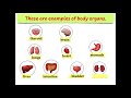 Human Body Systems and Cells
