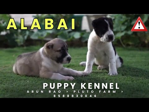 Alabai Puppy Available For Sale 🔥 || Alabai Puppy Price in India 🇮🇳 || Alabai Dog Kennel In india .