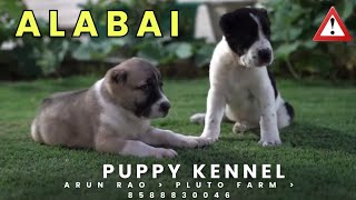 Alabai Puppy Available For Sale 🔥 || Alabai Puppy Price in India 🇮🇳 || Alabai Dog Kennel In india .