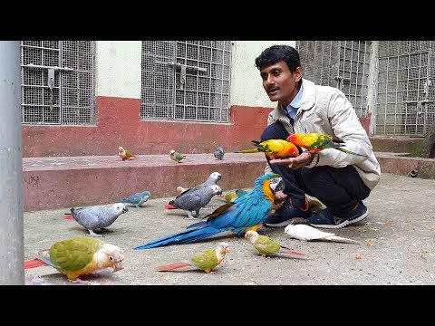 Journey Of Bird Breeding Farm To The Act Of Benevolence / Enjoying With Exotic Birds.