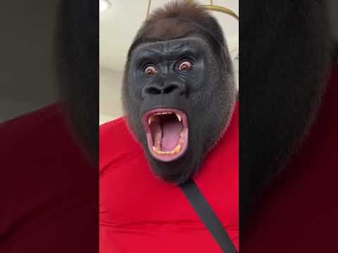 The cake was so incredibly realistic that the gorilla almost threw its caretaker into the air🥊#funny